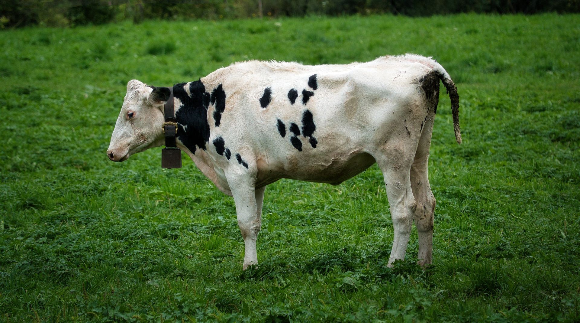 ITS MY TURN Dairy Farm