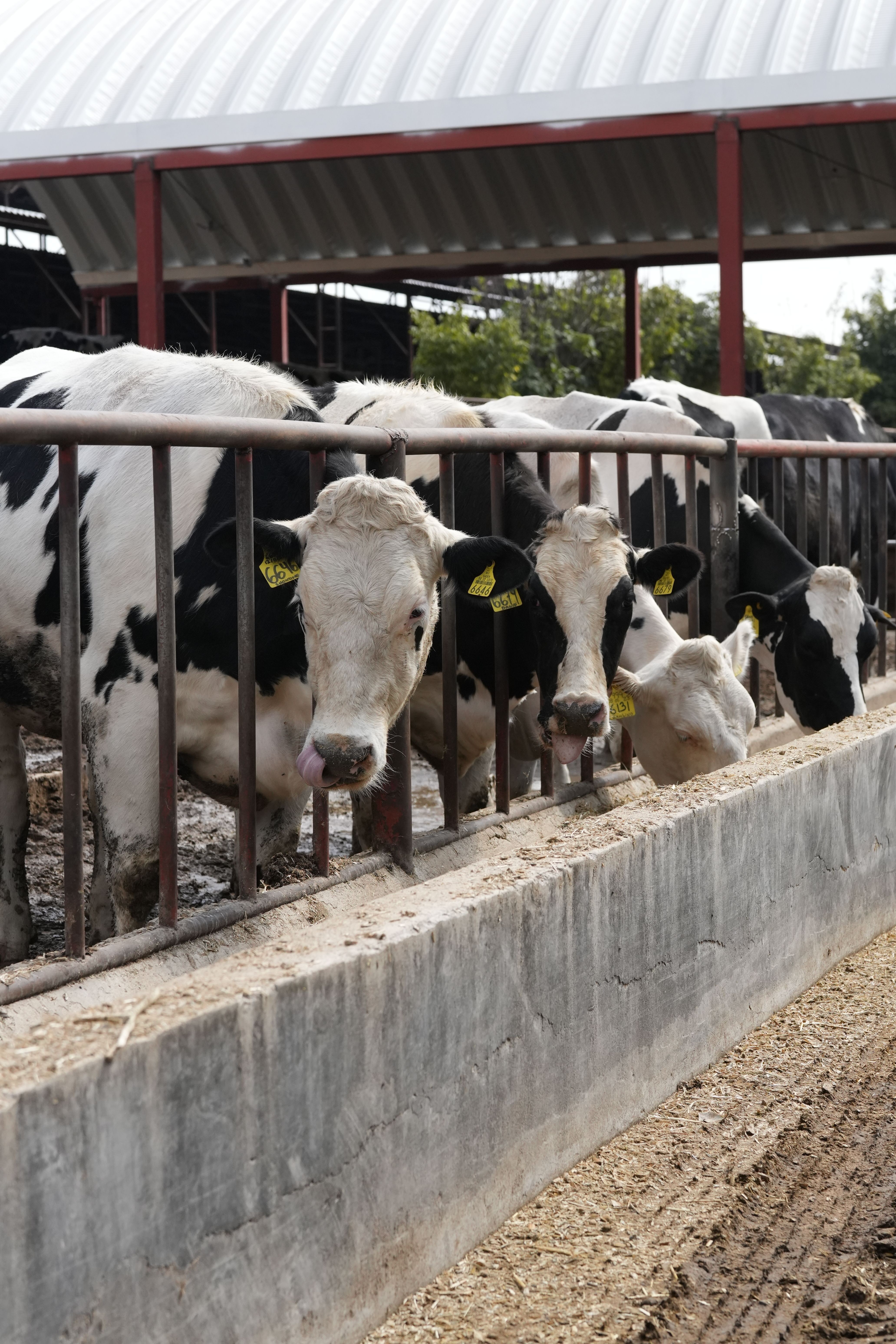 Our Dairy Farm