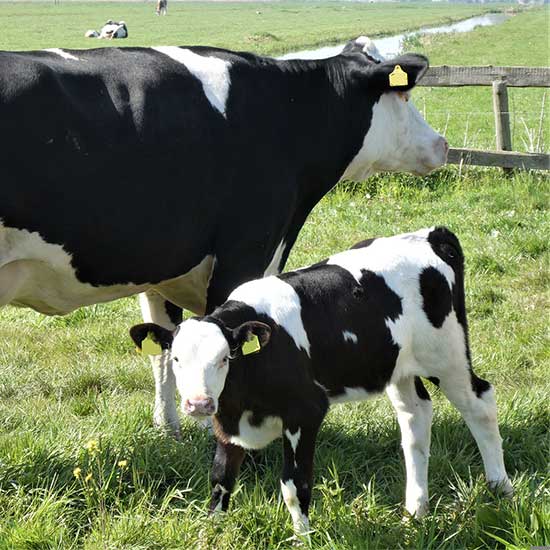 Fresh Dairy Products