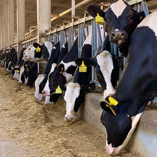 Dairy Farm Future